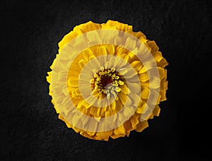 Top view of a flower on a black background. Macro shoot.