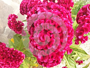 Top view of flower Celosia argentea.