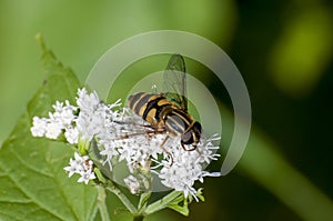 Top view of Flower fly feeding on White Snakeroot flower