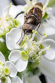 Top view of a flower fly