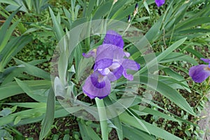 Top view of flower of Iris germanica