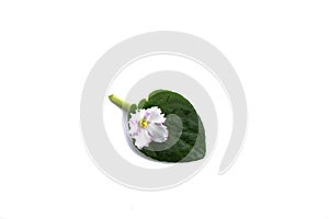 Top view. Flower and leaf of Saintpaulia isolated on white background