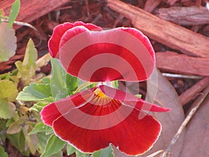 Top view of flower