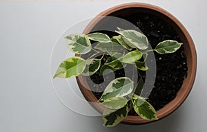 Top View Of Flower Pot With Young Ficus Plant On White Windowsill