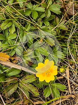 Top view of a flower Potentilla aurea L..