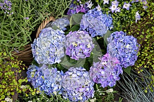 Azul hortensias floreciente azul lavanda campanas a verde plantas 