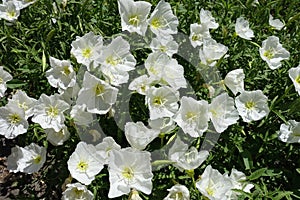 Top view of flowers of Oenothera speciosa