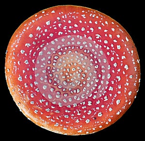 Top view of a fly agaric in fall