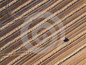 Top view from flying drones to an agricultural field after harvesting wheat with a straw stack on it at summer day.