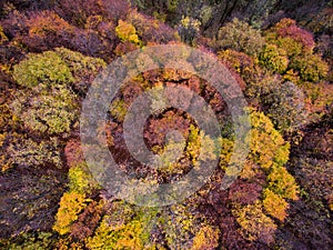 Top view of forest in autumn