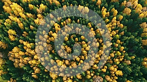 Top view of forest in autumn. Green conifers, deciduous trees with yellow leaves