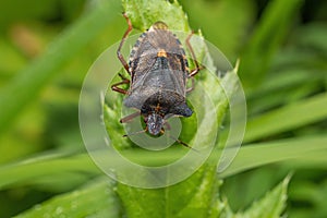 Top view of the forest bug or red-legged shieldbug