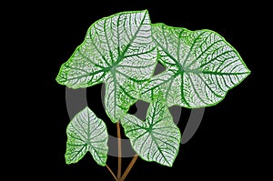 Top view four caladium leaf  Angel Wing Caladium white green striped colour isolated on black background stock photo or