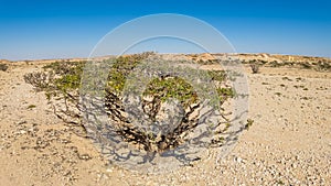 Natural Park of Frankincense Tree Wadi Dawkah photo