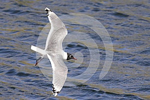 Top view of a Franklin's gull or Leucophaeus pipixcan, a small gull flying on a lake