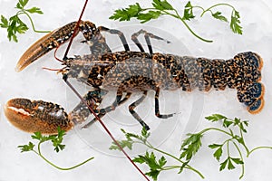 Top view of fresh American lobster on ice