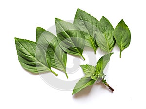 Top view of fresh basil leaves isolated on white background