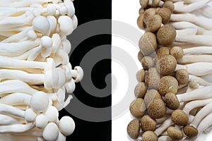 Top view of fresh beech mushroom or Buna shimeji isolated on white background.