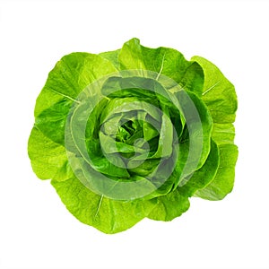 Top view of fresh Butterhead lettuce or Bibb, Boston, Arctic King salad. Green leaves head of plant, hydroponic photo
