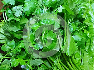 Top view of fresh coriander leaf as a background for sale in the supermarket