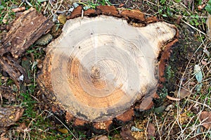Top view of a fresh cut tree stump on the forest