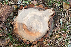 Top view of a fresh cut tree stump on the forest