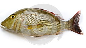 Top view of Fresh Emperor Fish isolated on a White Background.Selective focus