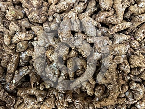 Top view of fresh Ginger rhizomes. Ginger (Zingiber officinale) Root on sale in a Fresh fruit and vegetable market.