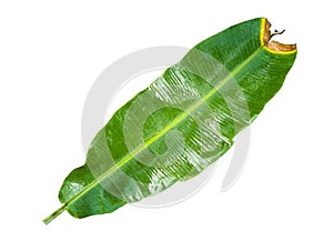 Top view, fresh green banana leaves wet with water, yellow striped top (V-shape)