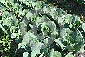 Top view of fresh green cabbage maturing heads