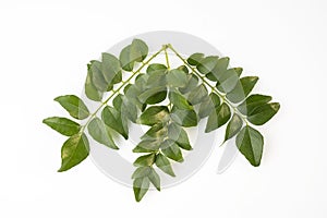 Top View of Fresh Green Curry Leaves Isolated on White Background