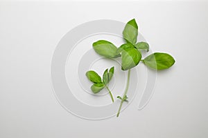 Top view of fresh green herb basil leaves isolated on white background. Top view fresh organic food with copy space