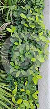 Top view of fresh green leaves