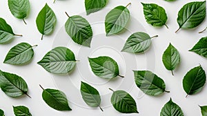 Top view green leaves pattern on white background. Wide-format banner. Earth Day. AI Generated