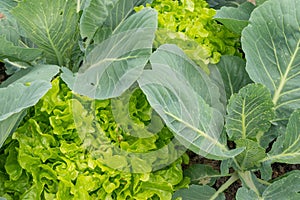 Top view on fresh green lettuce salad. Healthy food.