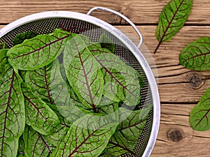 top view of fresh harvested red veined sorrel, Rumex sanguineus leaves in sieve on rustic wooden background.