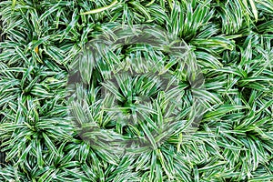 Top view of fresh leaves Chlorophytum bichetil plant