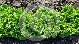 top view of fresh lettuce