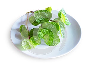 Top view of fresh peppermint leaf on white ceramic plate isolated on white background