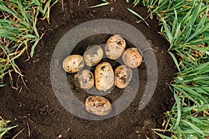 top view of a Fresh potatoes dug out of the ground on a farm. Harvesting potatoes.