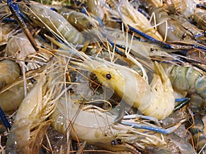 Top view of fresh prawns on ice for sale as a background