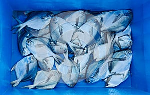 Top view of fresh raw Pomfret fishes stocked in tray