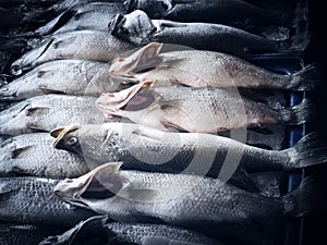 Top view of fresh sea bass fish on table ice display for sale at fresh market.