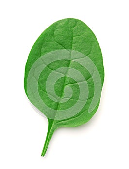 Top view of fresh spinach leaf