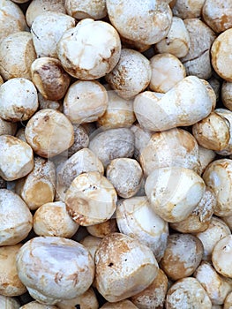 Top view of fresh straw mushroom or volvariella volvacea as a background