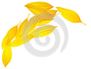 Top view of fresh sunflower petals isolated on white background. Beautiful yellow petals