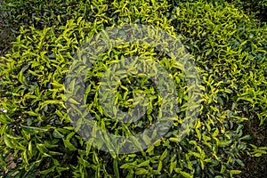 Top view of fresh tea leaves