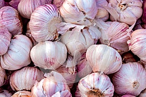 Top view fresh violet and pink garlic in supermarket, organic vegetables pattern and agricultural background with selective focus