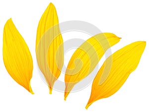 Top view of fresh yellow sunflower petals isolated on white background