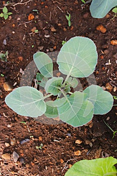 Top view of fresh young cabbage that newly planted in a farm field.